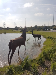 Jane Ackroyd Stags 2